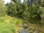 (5/50): Koło Barteliai, Starorzecze Merkys.<br>2006-08-14