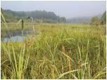 (64/73): Rzeka Omulew - świt w pobliżu Szyci.<br>2011-08-14