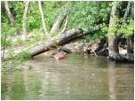 (59/91): Teraz płyniemy do Włocławka.<br>2011-05-22