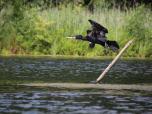 (28/51): Piława - Kormoran<br>2018-07-23